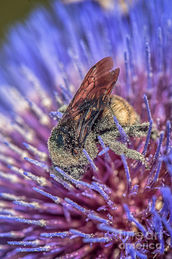 Pollinator in Blue Photograph by Jim Moore