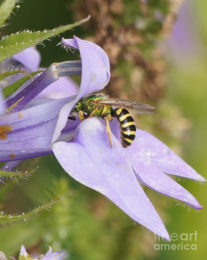 Insects Photograph - Pollinator on Great Blue Lobelia by Robert E Alter Reflections of Infinity
