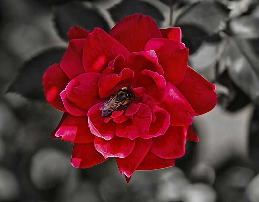Pollinators of Roses Photograph by Linda Tiepelman