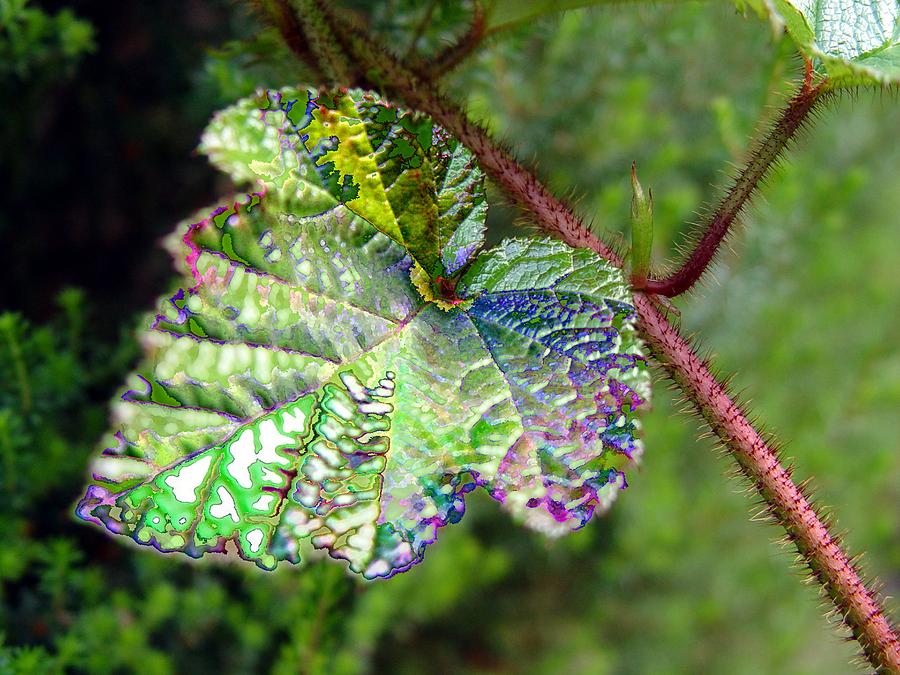 Leaf Photograph - Polychromatic Cholorophyll by Shiladitya Sinha