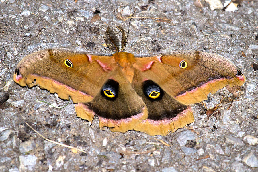 Polyphemus Moth Photograph by Betsy Knapp - Fine Art America