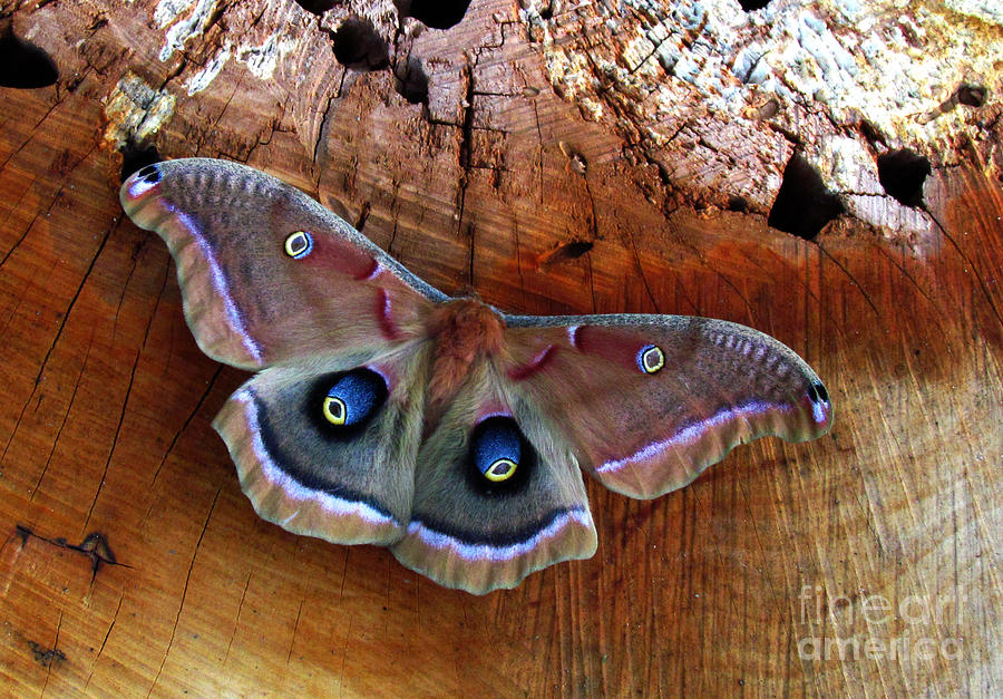 Polyphemus Moth Photograph by Deborah Johnson