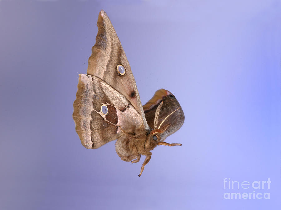 Animal Photograph - Polyphemus Moth In Flight by Ted Kinsman