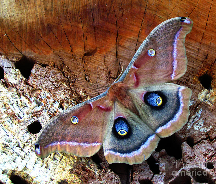 Polyphemus Moth ll Photograph by Deborah Johnson