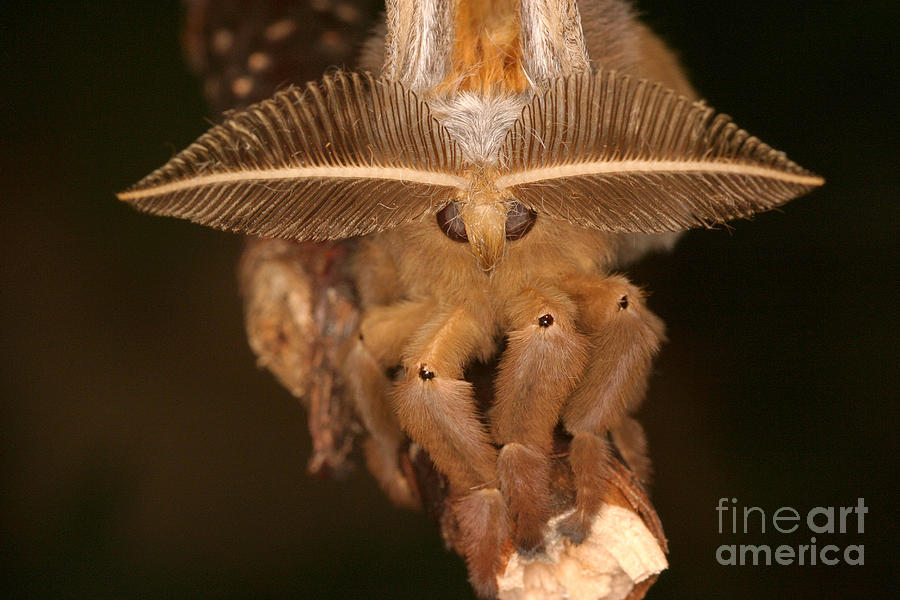 Animal Photograph - Polyphemus Moth by Ted Kinsman