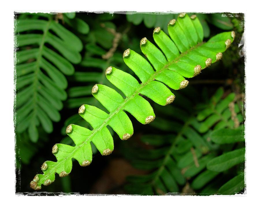 Polypody Photograph by Judi Bagwell