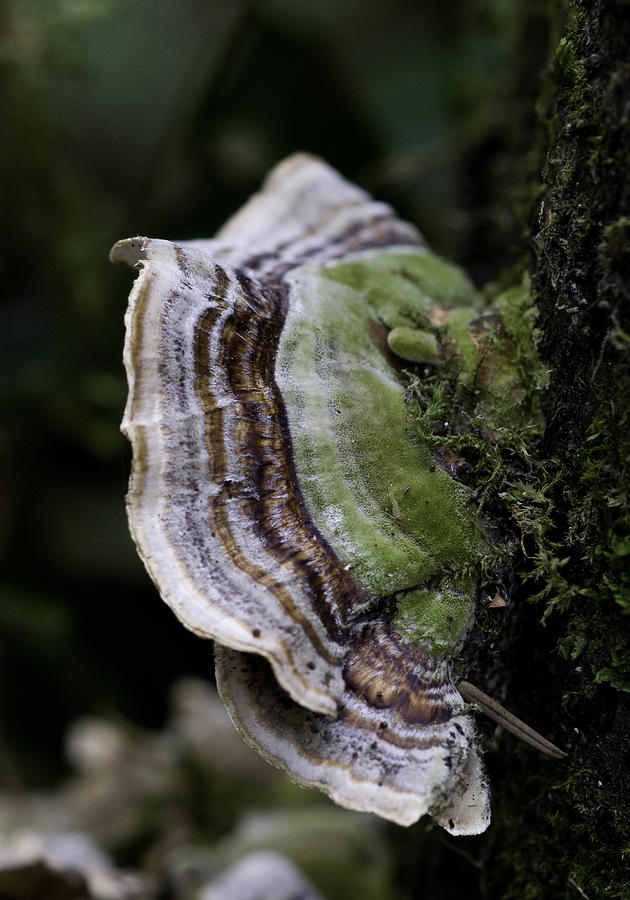 Polypore Fungus Photograph by Betty Depee