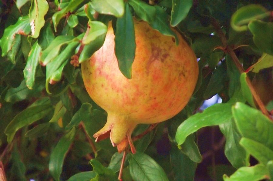 Pomegranate Photograph by Jayne Kerr 