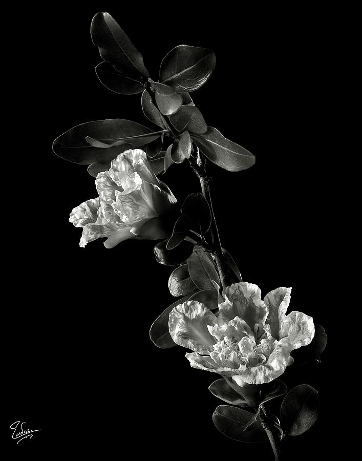 Pomegranate Flowers in Black and White Photograph by Endre Balogh