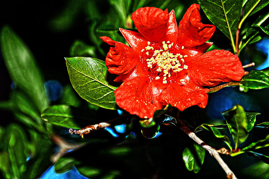 Pomegranate III Photograph by John Bennett
