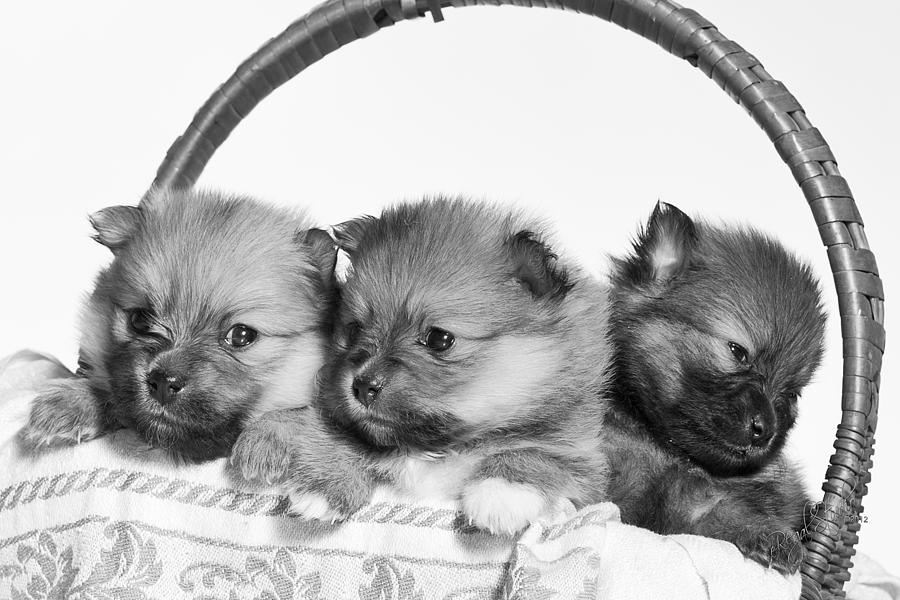 Pomeranian Photograph - Pomeranian by Everet Regal