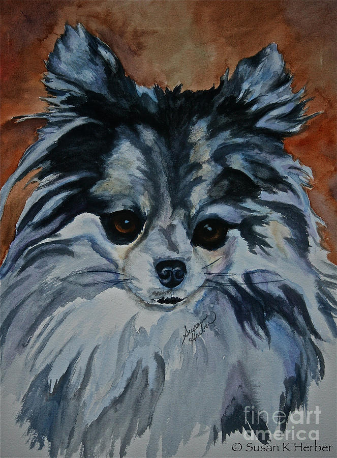 Pomeranian Painting by Susan Herber