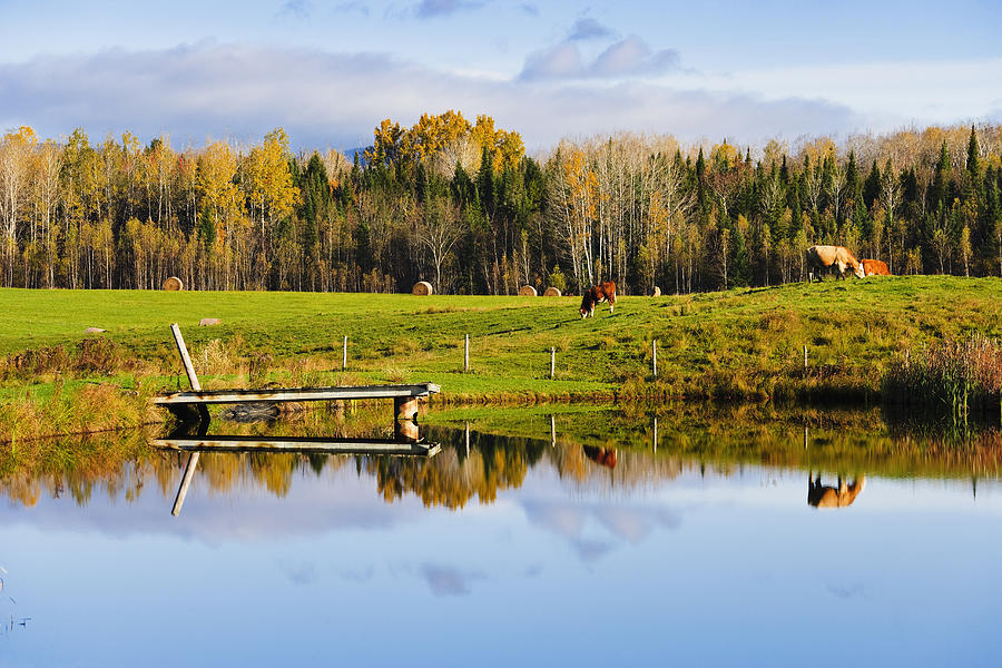 Cow Photograph - Pond And Cattle Near Mansonville by Yves Marcoux