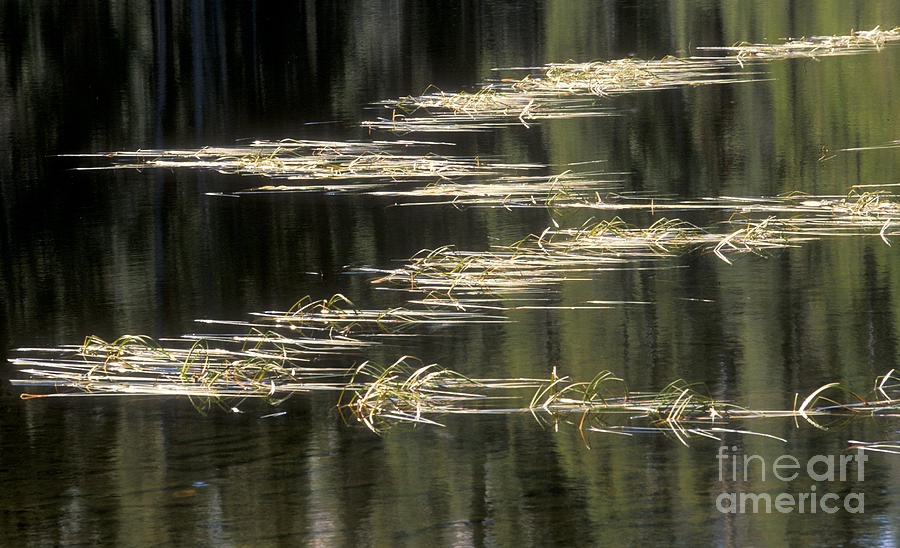 Pond and Grass Abstract Photograph by Sandra Bronstein