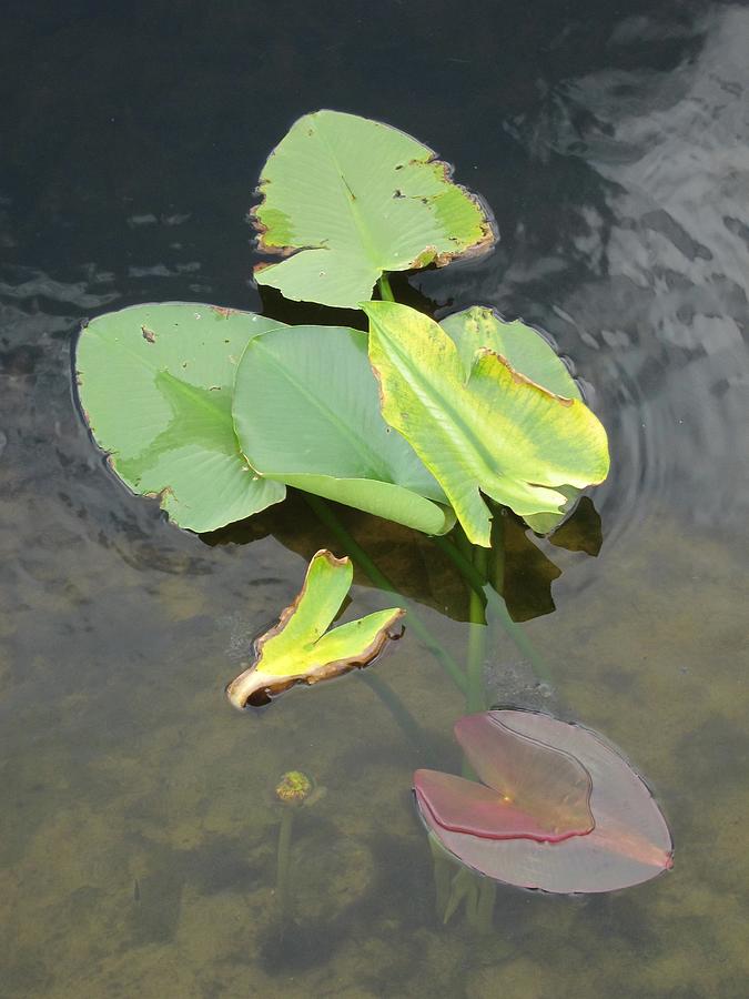 Pond Arrow Leaf Plant Photograph by Kathryn Barry