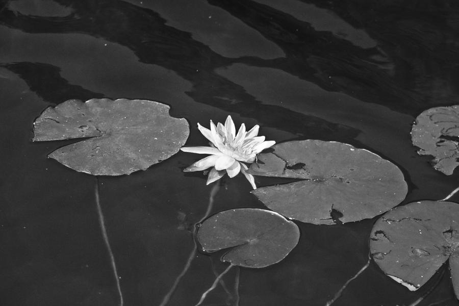 Nature Photograph - Pond Flower by Brenen Branciforte