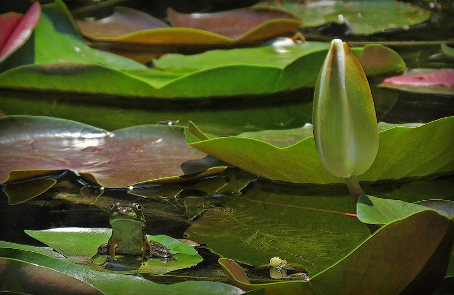 Pond Frog Kingdom Photograph by Deborah Smith