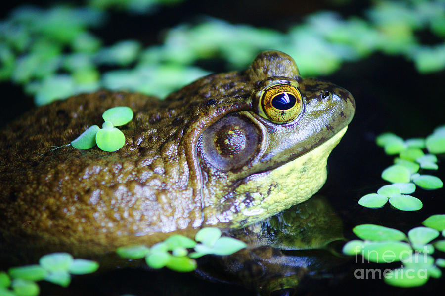Pond Frog Photograph