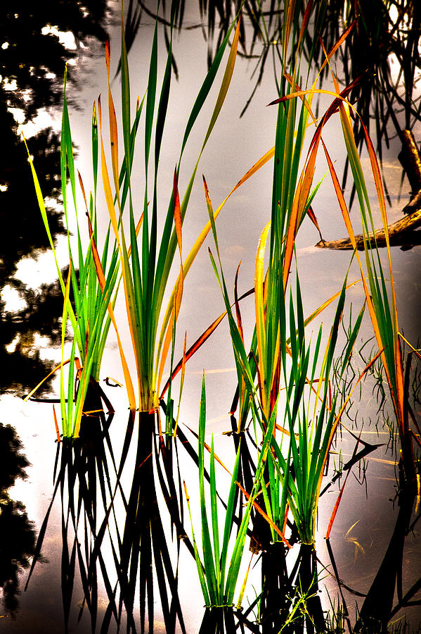 Pond Grasses Photograph by David Patterson