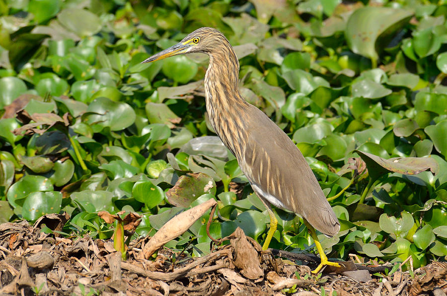 Pond Heron Photograph by Fotosas Photography