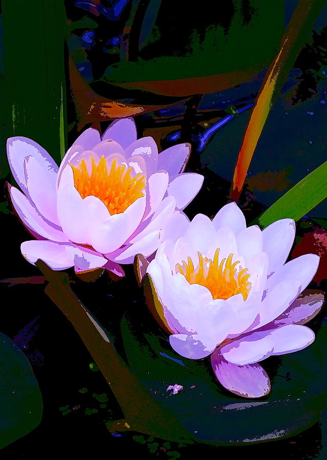 Pond Lily 16 Photograph by Pamela Cooper