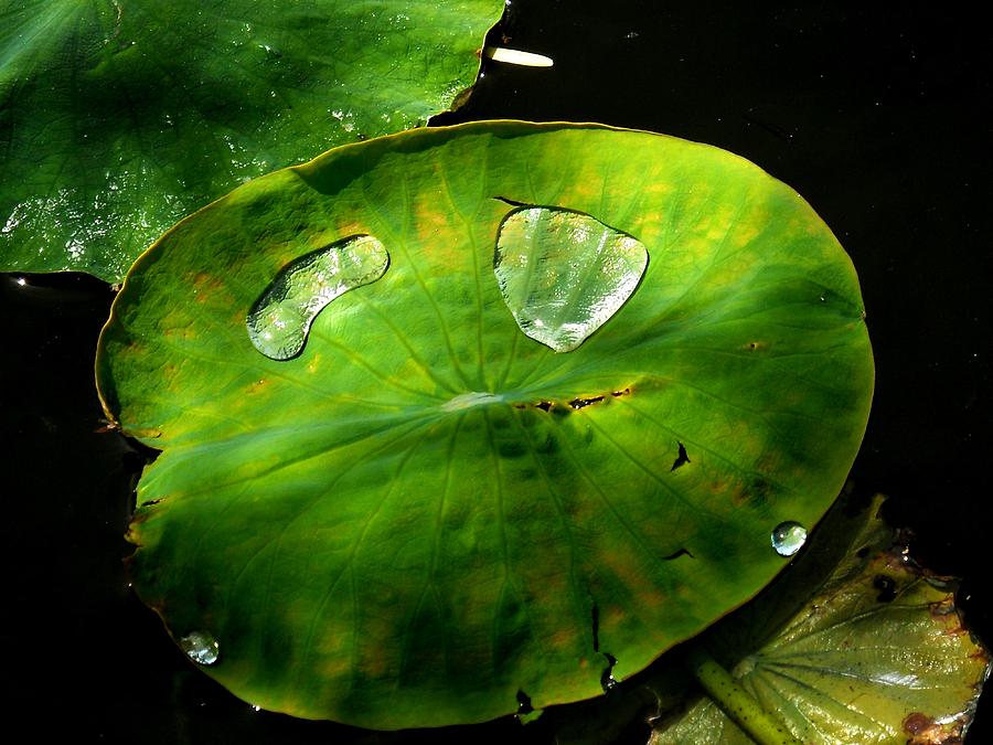 Pond Lily Pad In Dappled Shade Photograph by Eve Paludan