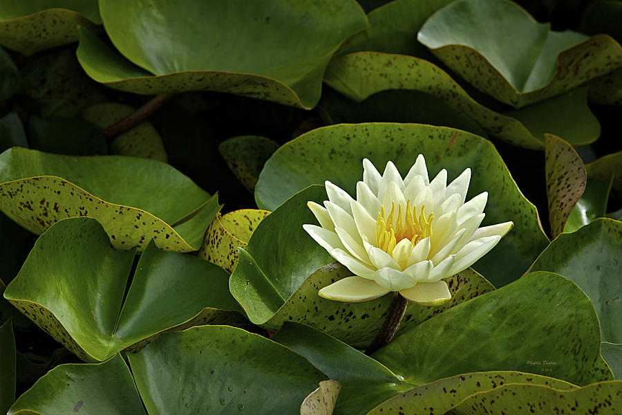 Pond Lily Photograph by Phyllis Denton