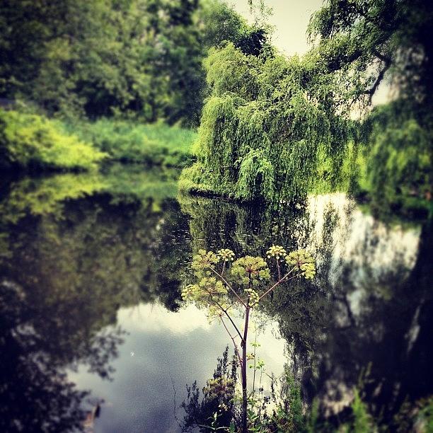 Nature Photograph - Pond Of The Weeping Willow by Anne Marie