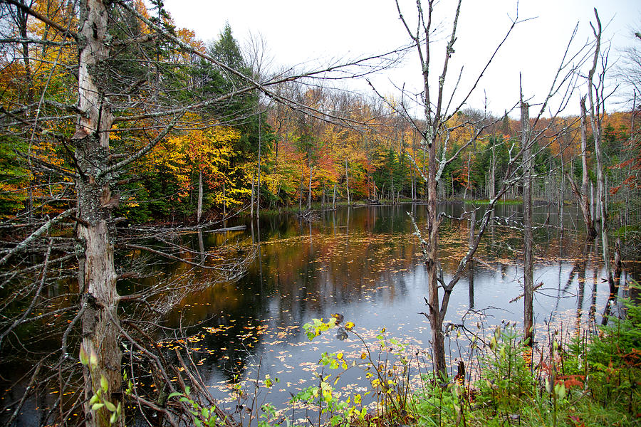 Fall Photograph - Pond on Limekiln Road by David Patterson