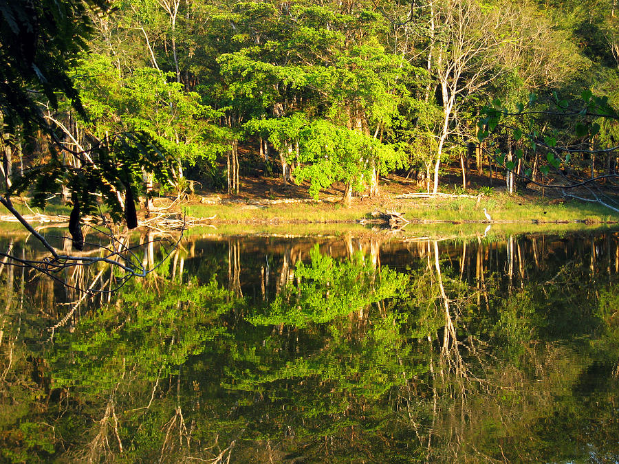 Tree Photograph - Pond Reflection Guatemala by Kurt Van Wagner