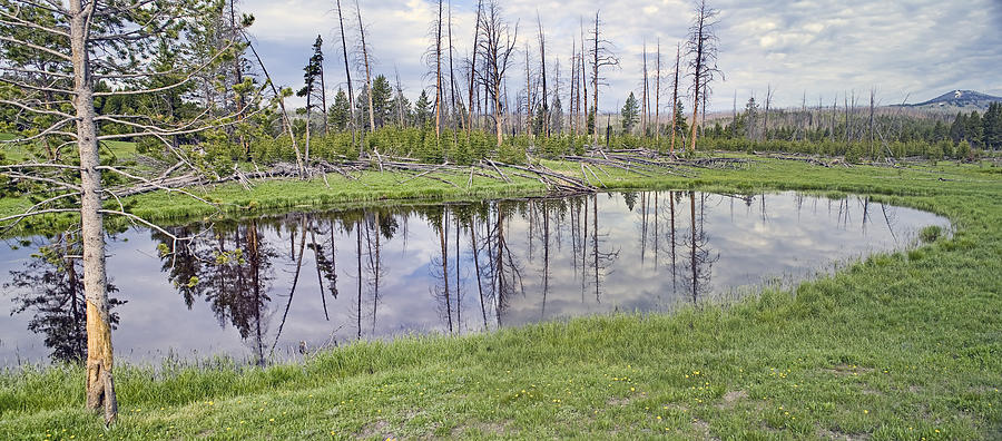 Pond Reflections Photograph by Mark Harrington