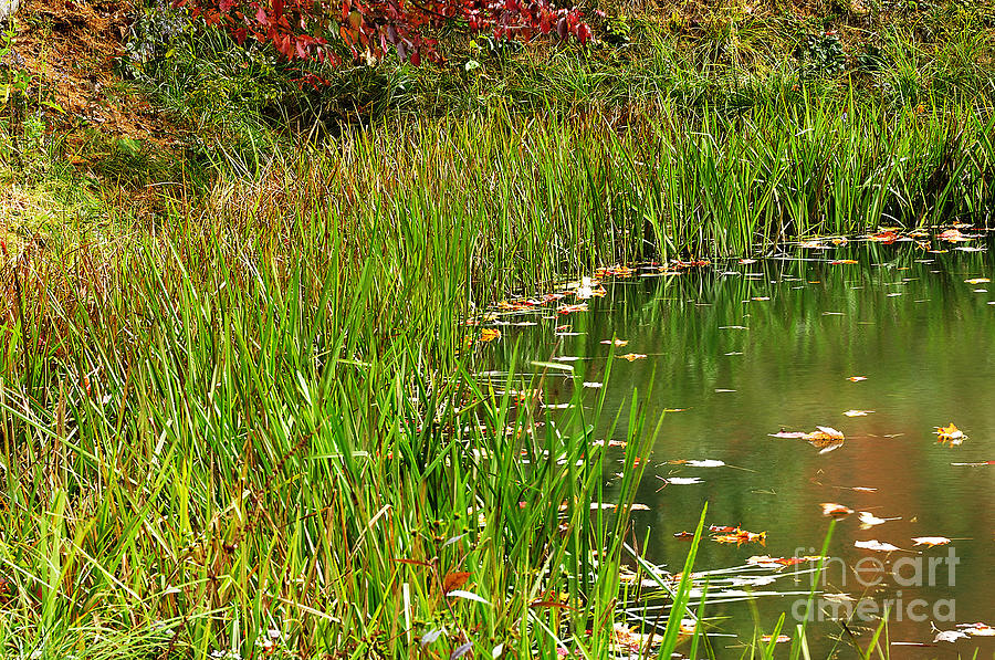 Fall Photograph - Pond Reflections by Thomas R Fletcher