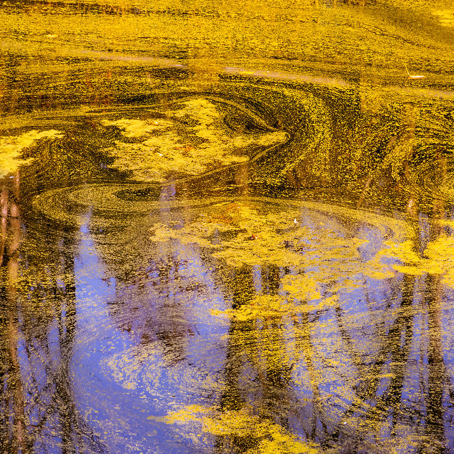 Pond Scum Photograph - Pond Scum two by Mike Penney