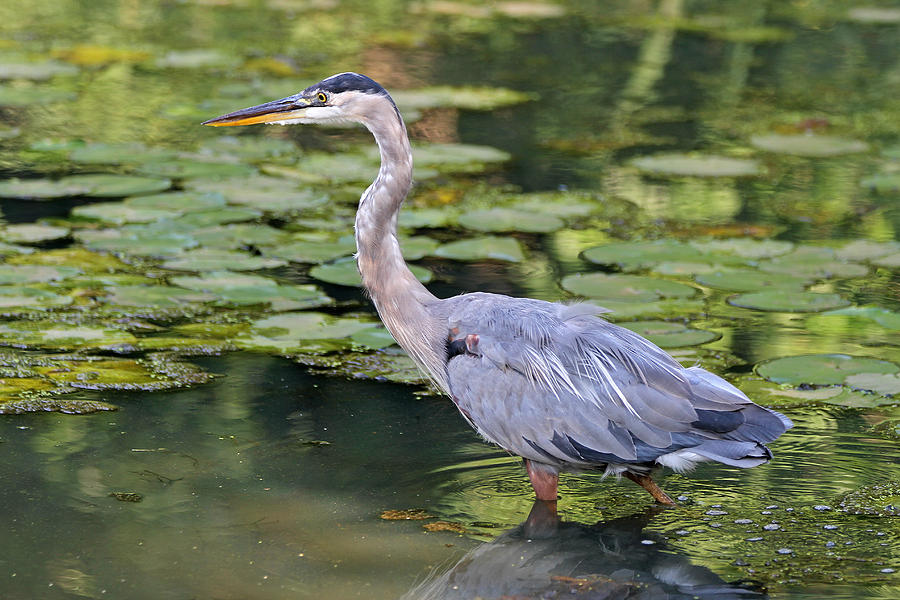 Heron Photograph - Pond Surveillance by Juergen Roth