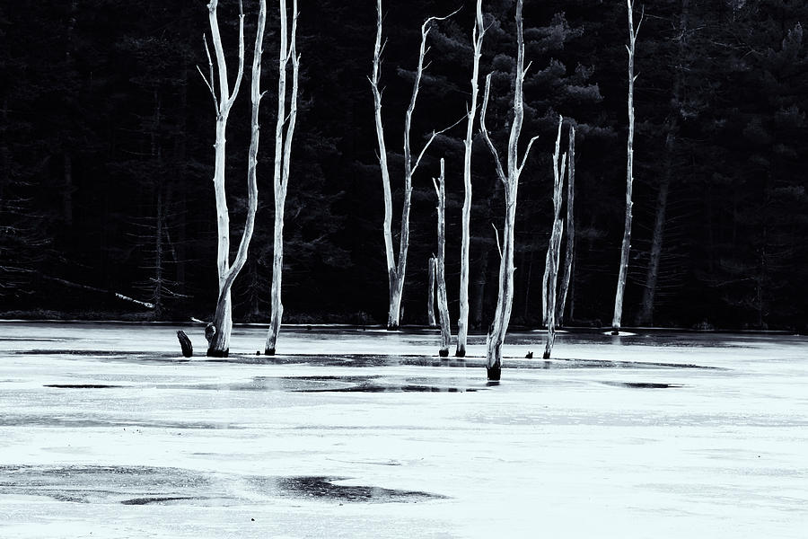 Pond Trees Photograph by Tom Singleton
