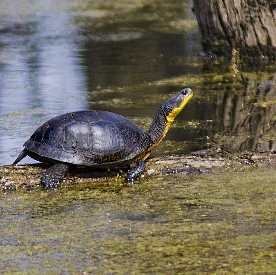 Collection 104+ Images how long should turtles bask in the sun Superb