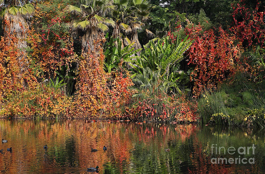 Pond with trees in the Fall or Autumn Photograph by Nicholas Burningham