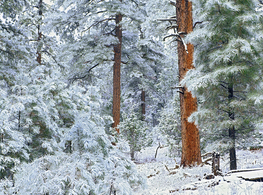 Ponderosa Pine Forest In Snow Grand Photograph by Tim Fitzharris