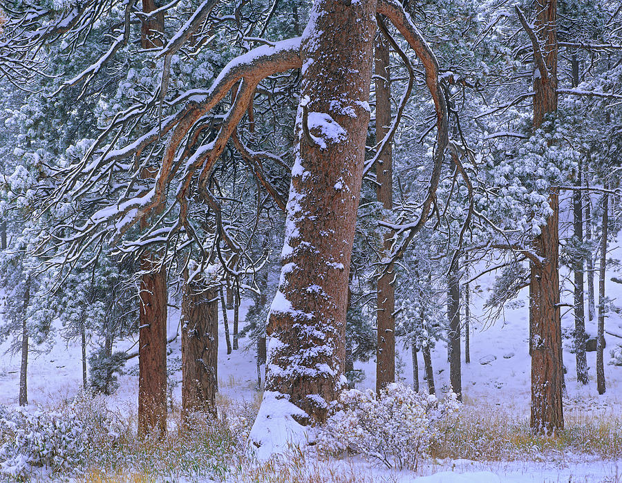 Ponderosa Pine Trees After Fresh Photograph by Tim Fitzharris