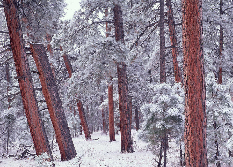 Ponderosa Pine Trees With Snow Grand Photograph by Tim Fitzharris