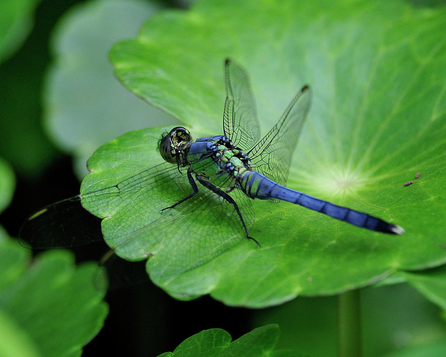 Pondhawk Dragonfly Photograph by Bill Dodsworth