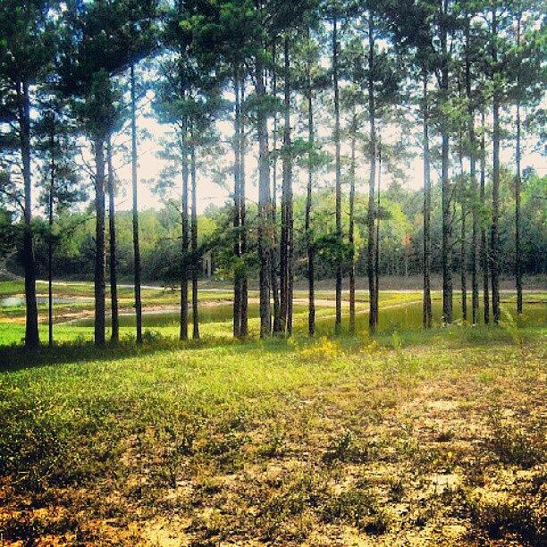 Tree Photograph - Ponds From Alabama #picoftheday by Billy Bateman
