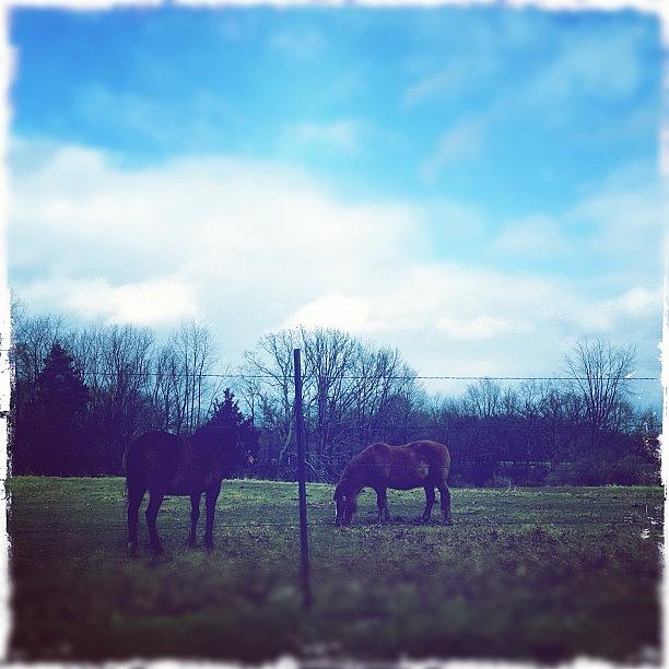 Farm Photograph - #pony #equine #farm #country #cruise by Meeshi Sense