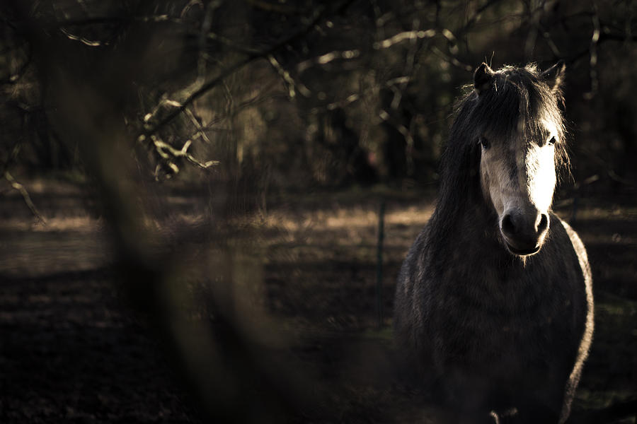 Pony in the Brambles Photograph by Justin Albrecht