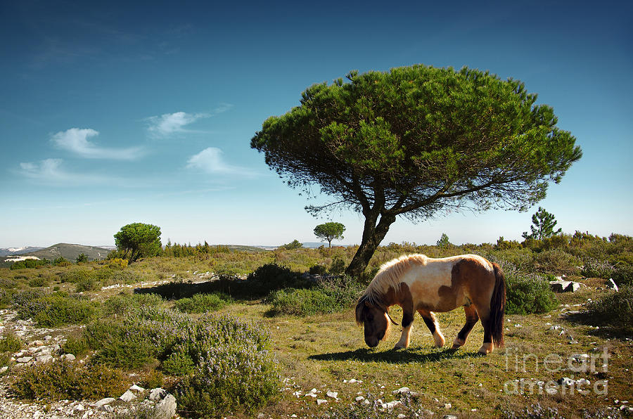 Pony Pasturing Photograph by Carlos Caetano