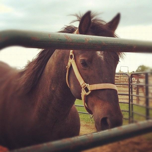 Eyes Photograph - #pony..ithink #western #rust #roundpen by Liza Reid
