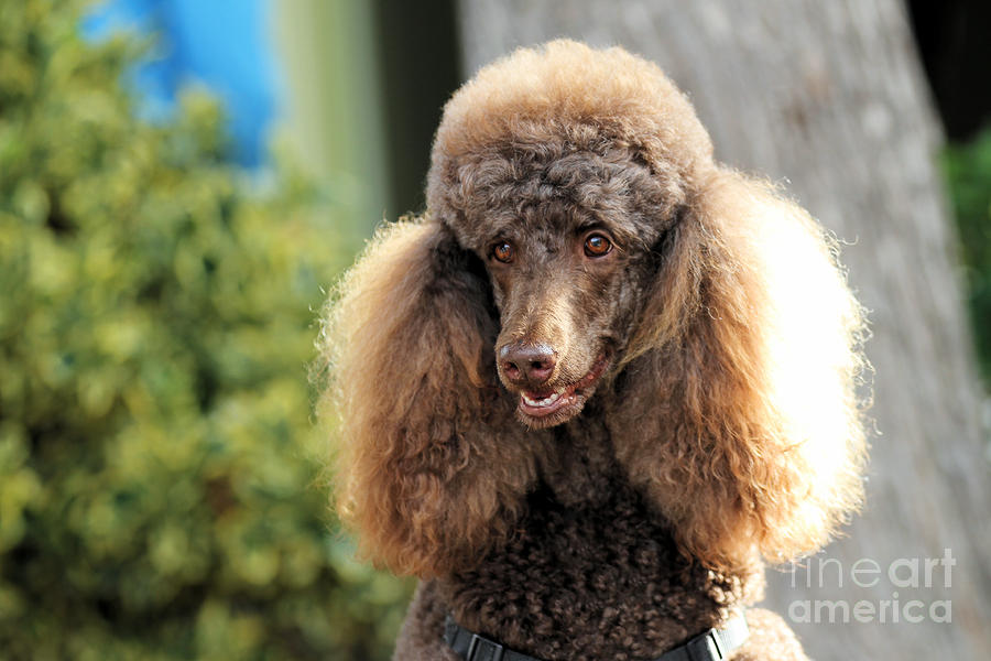 Poodle Photograph - Poodle 15 by Renae Crevalle