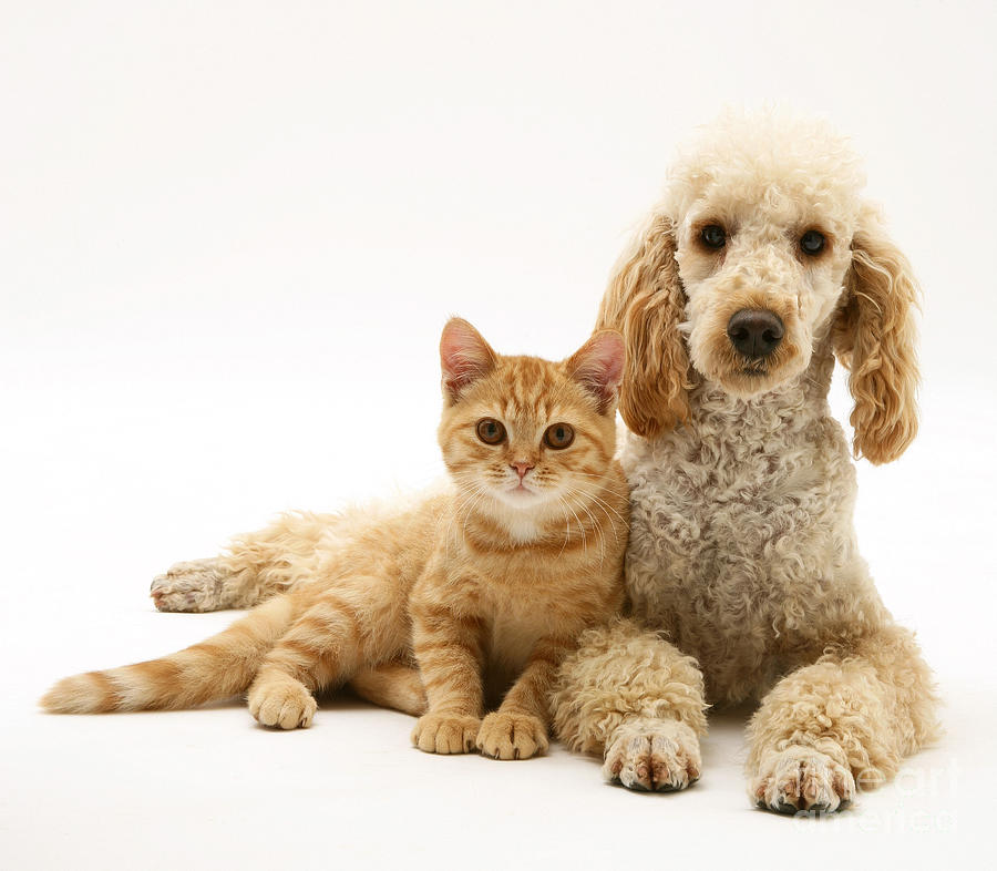 Poodle And Cat Photograph by Jane Burton