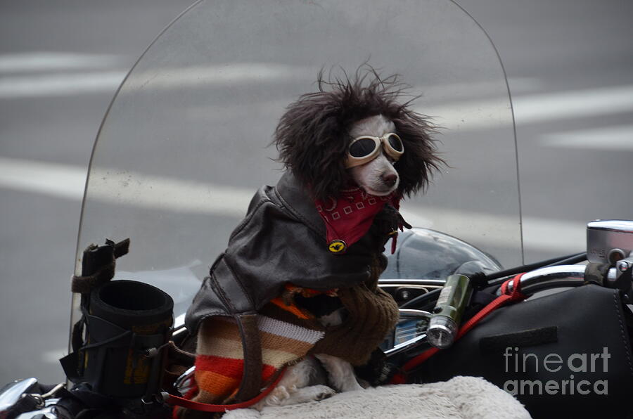 Poodle on a bike Photograph by Randy J Heath