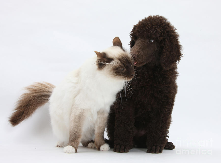 Poodle Pup And Cat Photograph by Mark Taylor